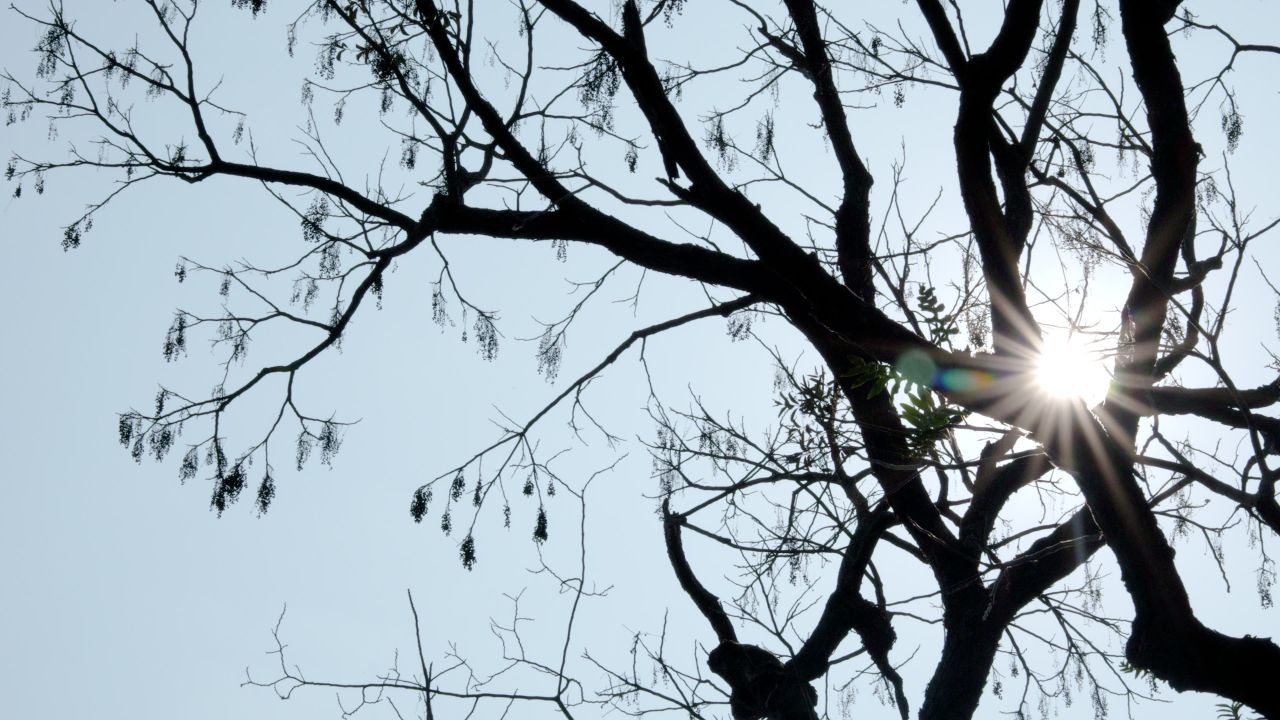 广西桂林逆光下的树影情绪意境空境