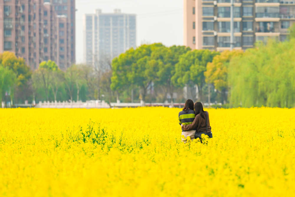 油菜花