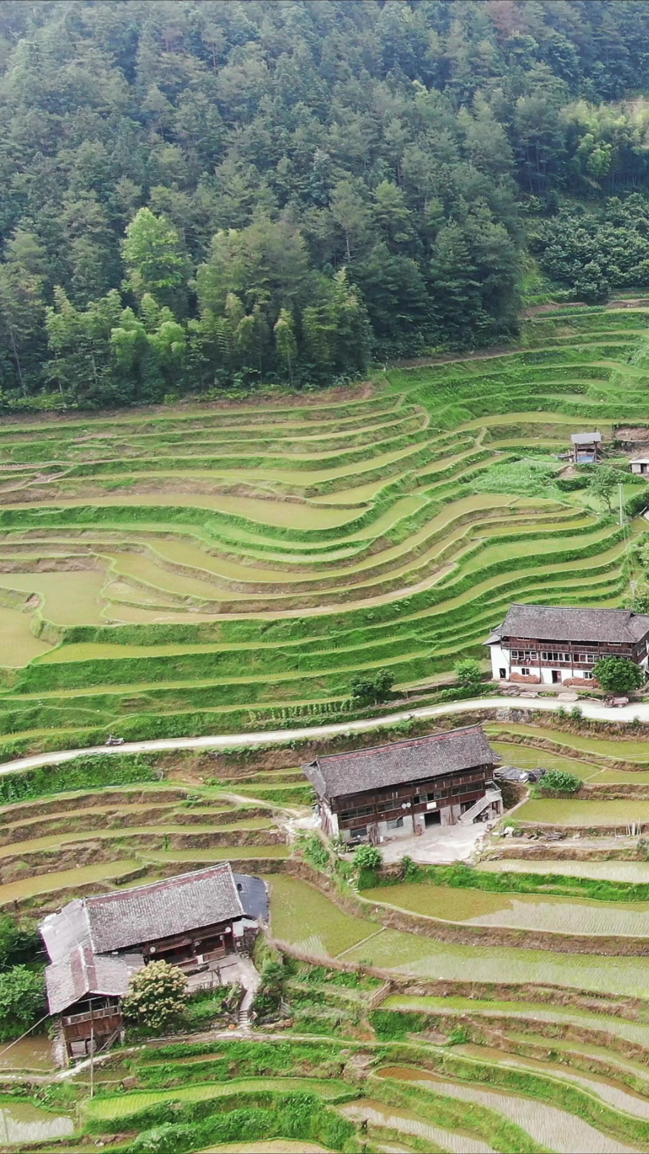 俯拍梯田农田种植竖屏 
