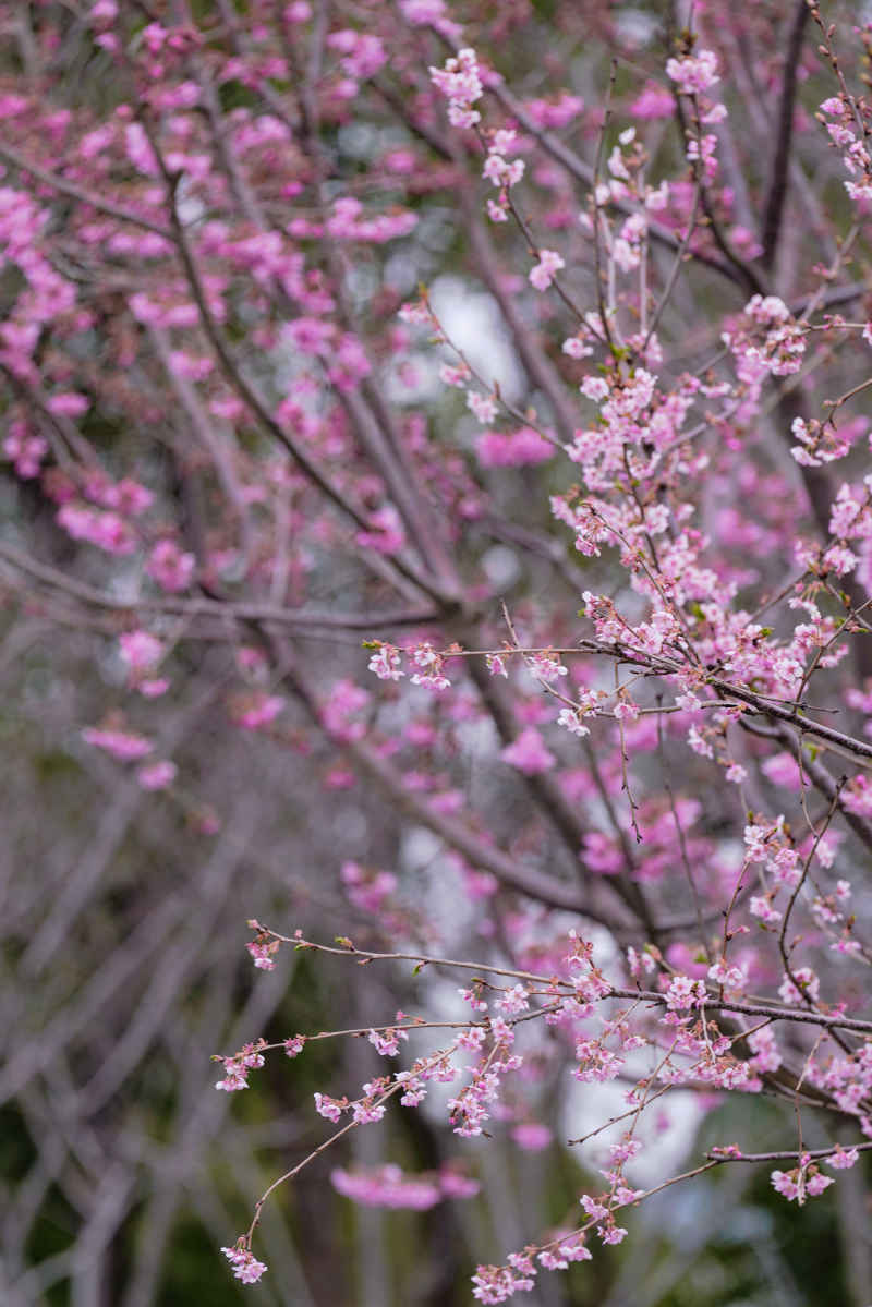 樱花季 17