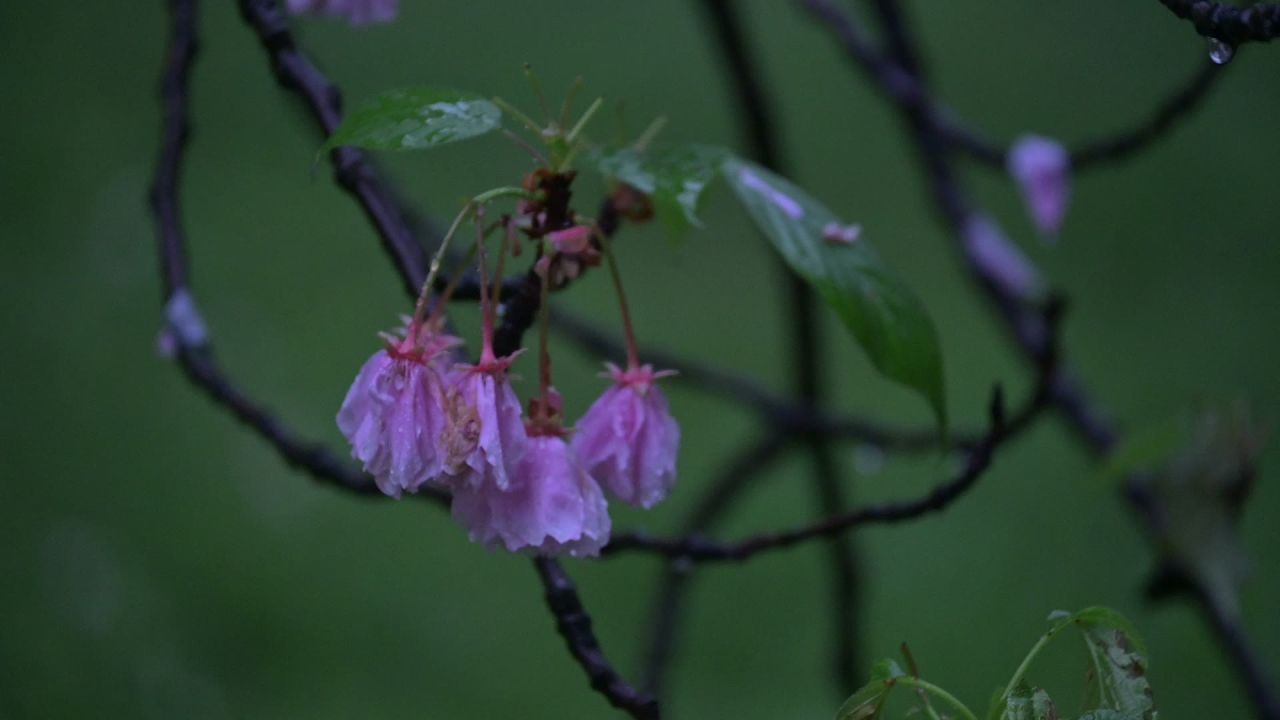 雨中的花