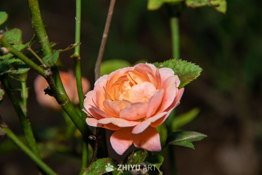 中药材与药材花 5