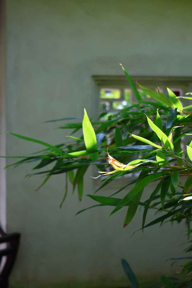 花窗前