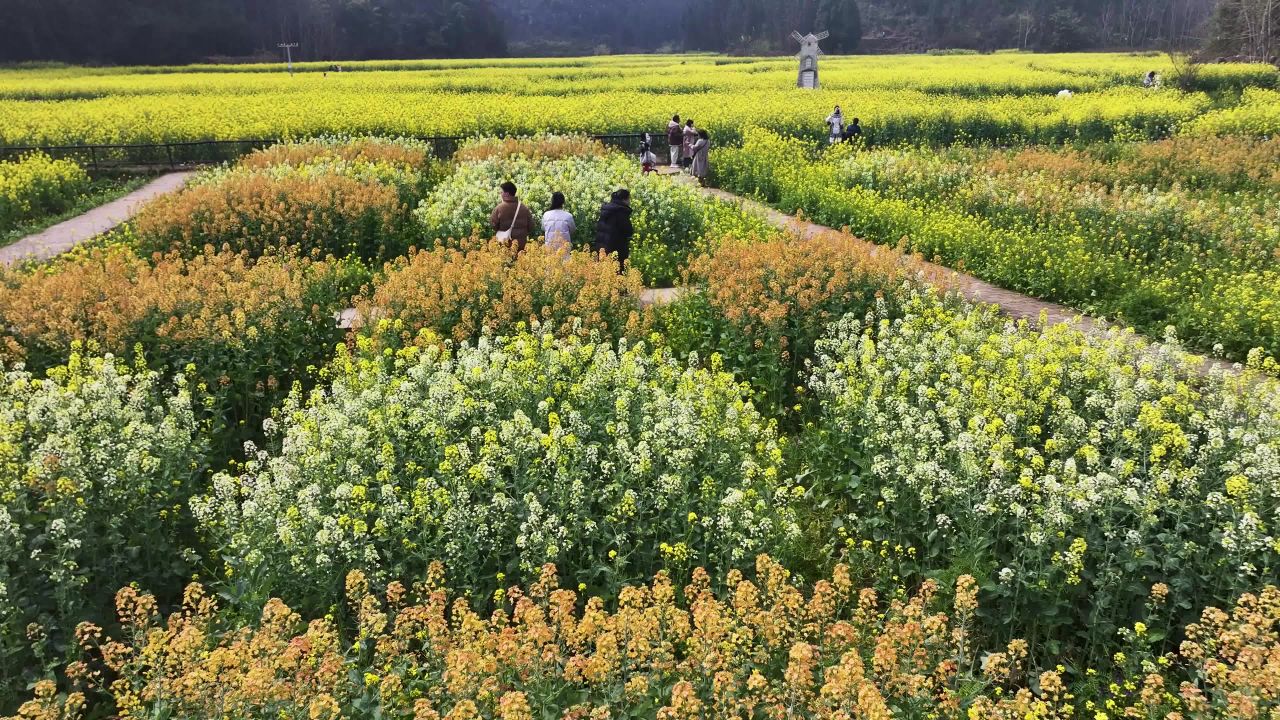 4k油菜花海  乡村旅游
