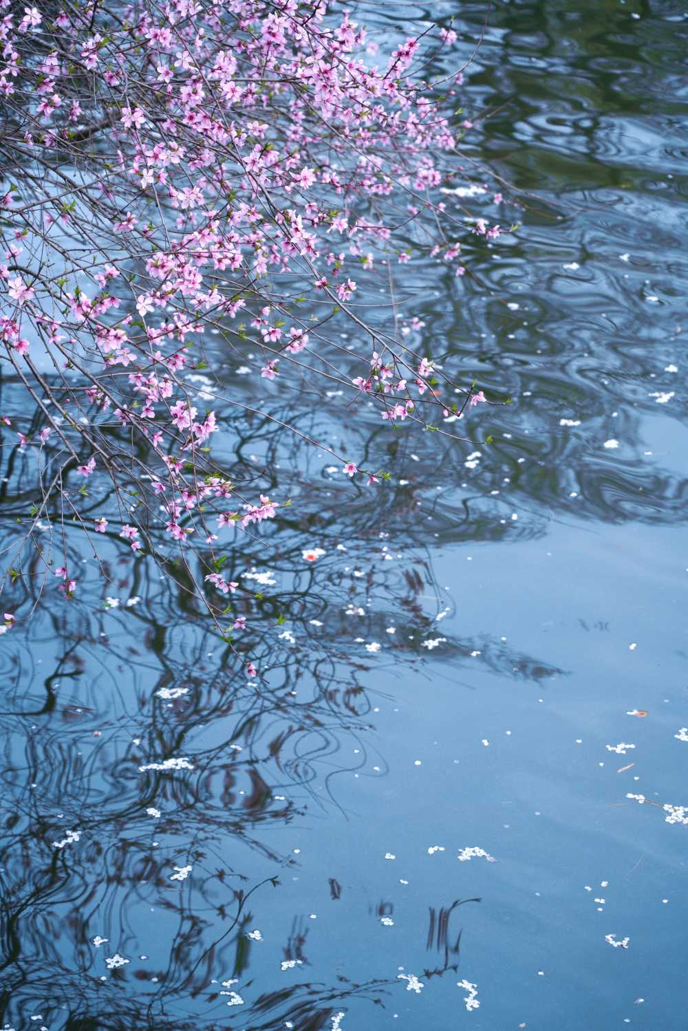 百花开放蜂蝶忙