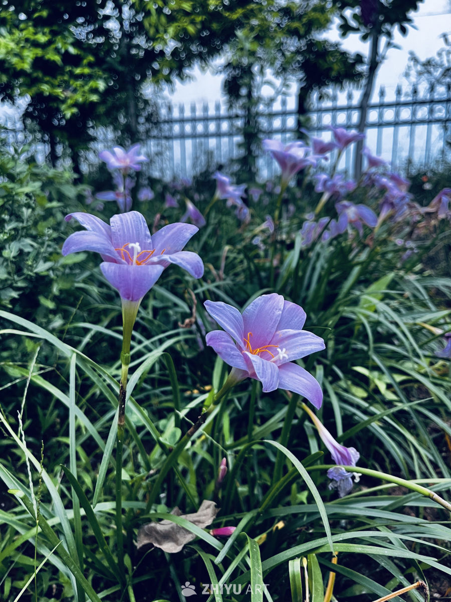 雨后紫花盛开