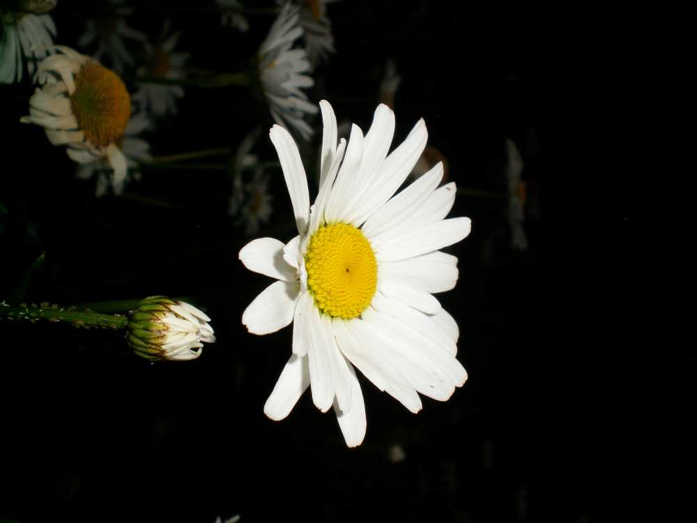 雏菊
