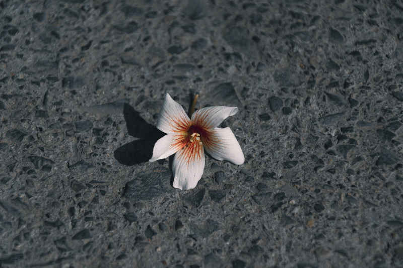 落花