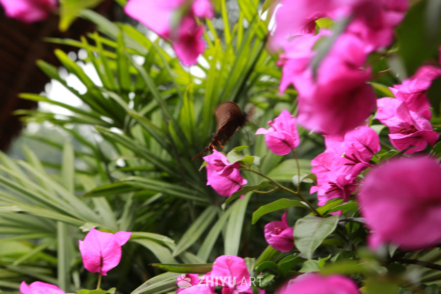 蝴蝶与粉花