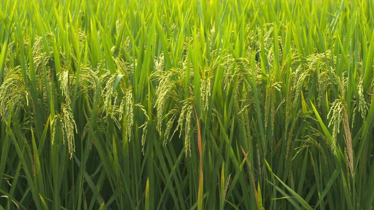 水稻五常大米田野粮食庄稼丰收 20