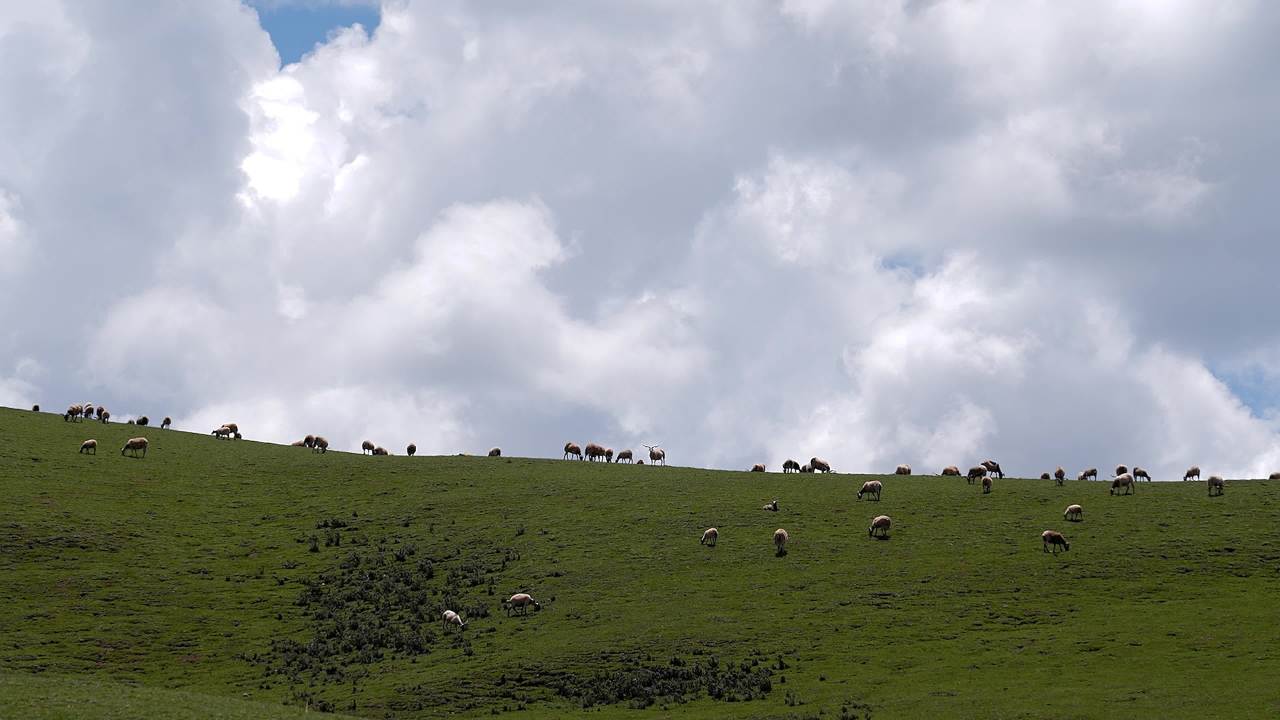 牛羊群在绿色草原悠然放牧