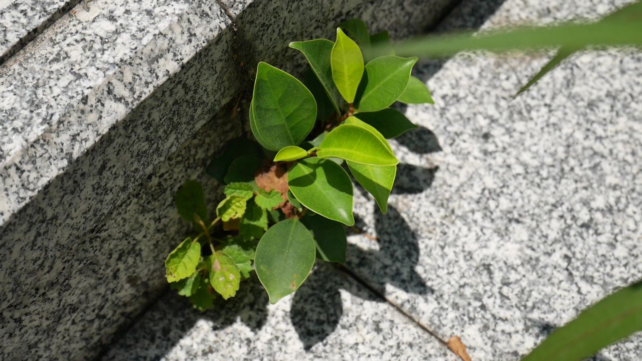 石阶缝中生长的榕树小苗