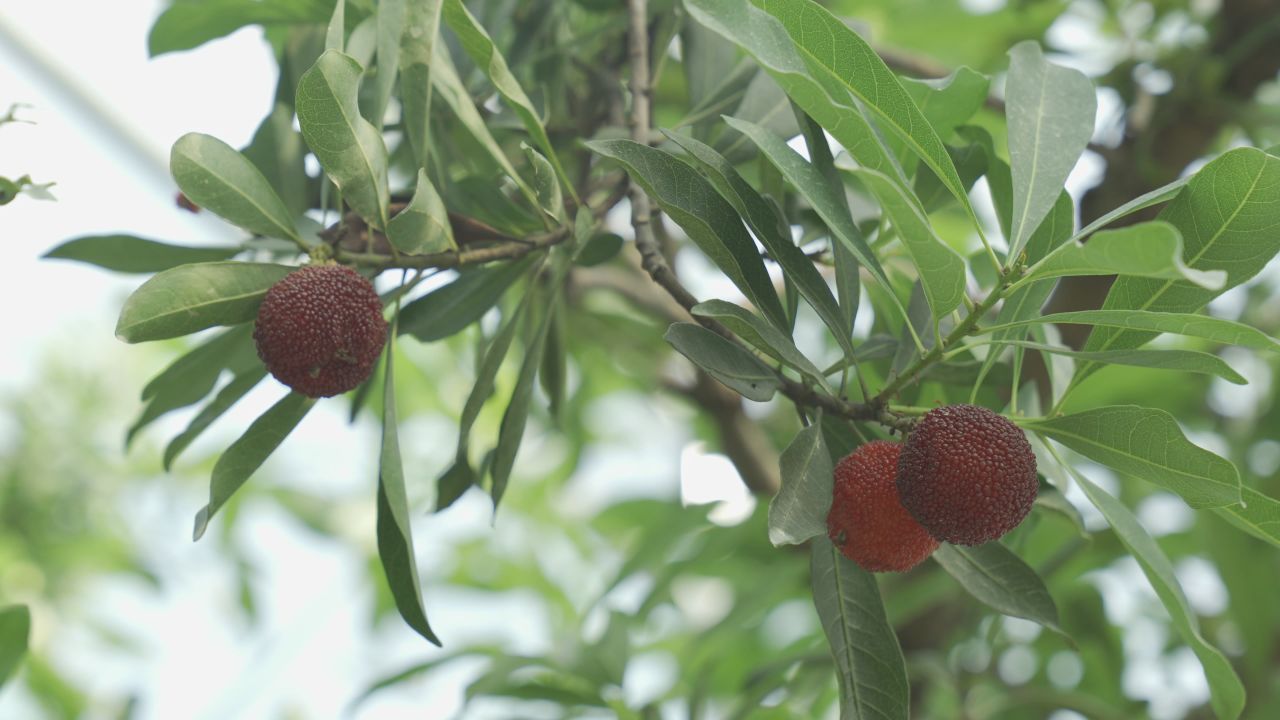 红彤彤的杨梅 4