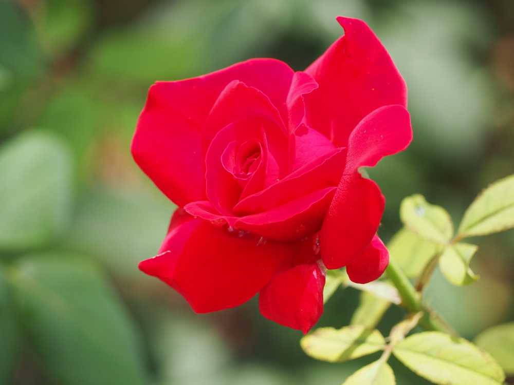 月季花