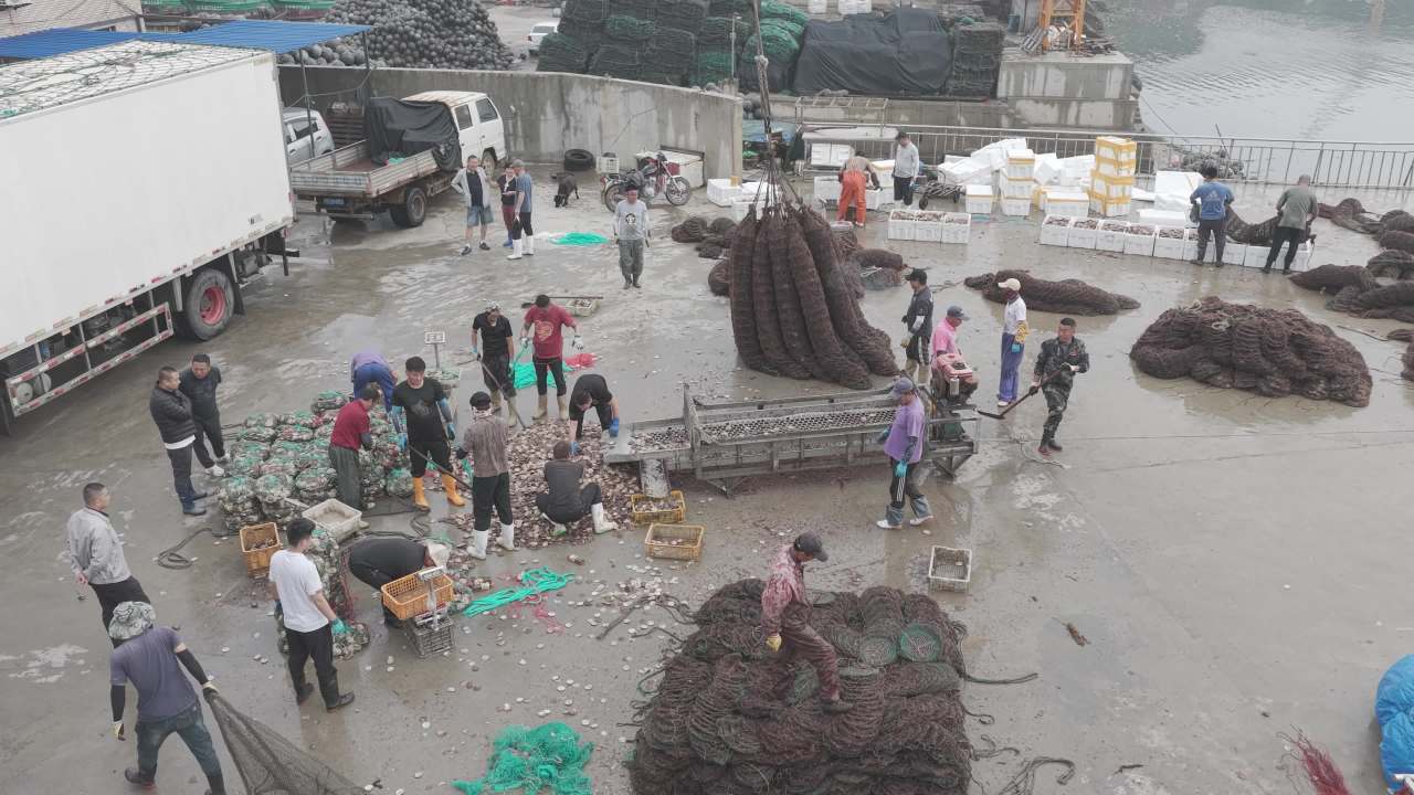 渔民分拣扇贝现场