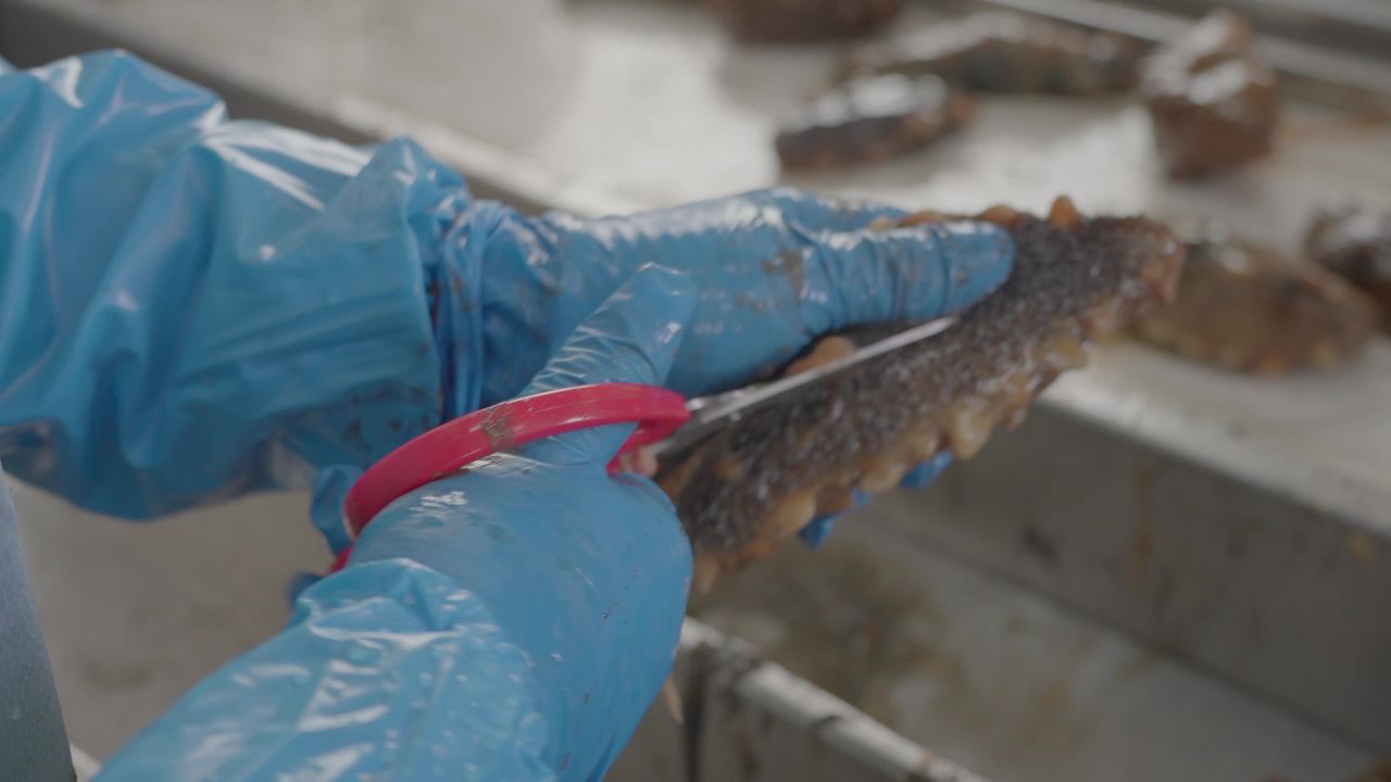 海参加工流水线作业