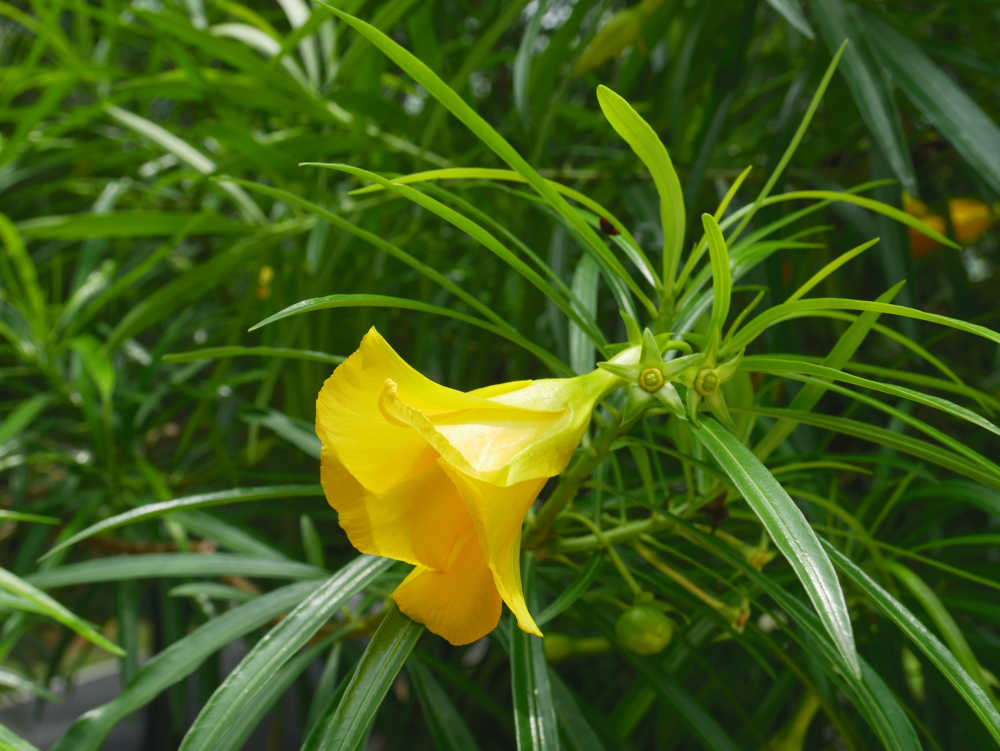 黄花夹竹桃