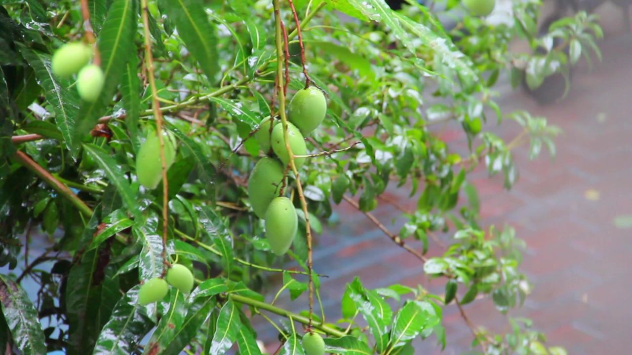 春雨清风芒果枝