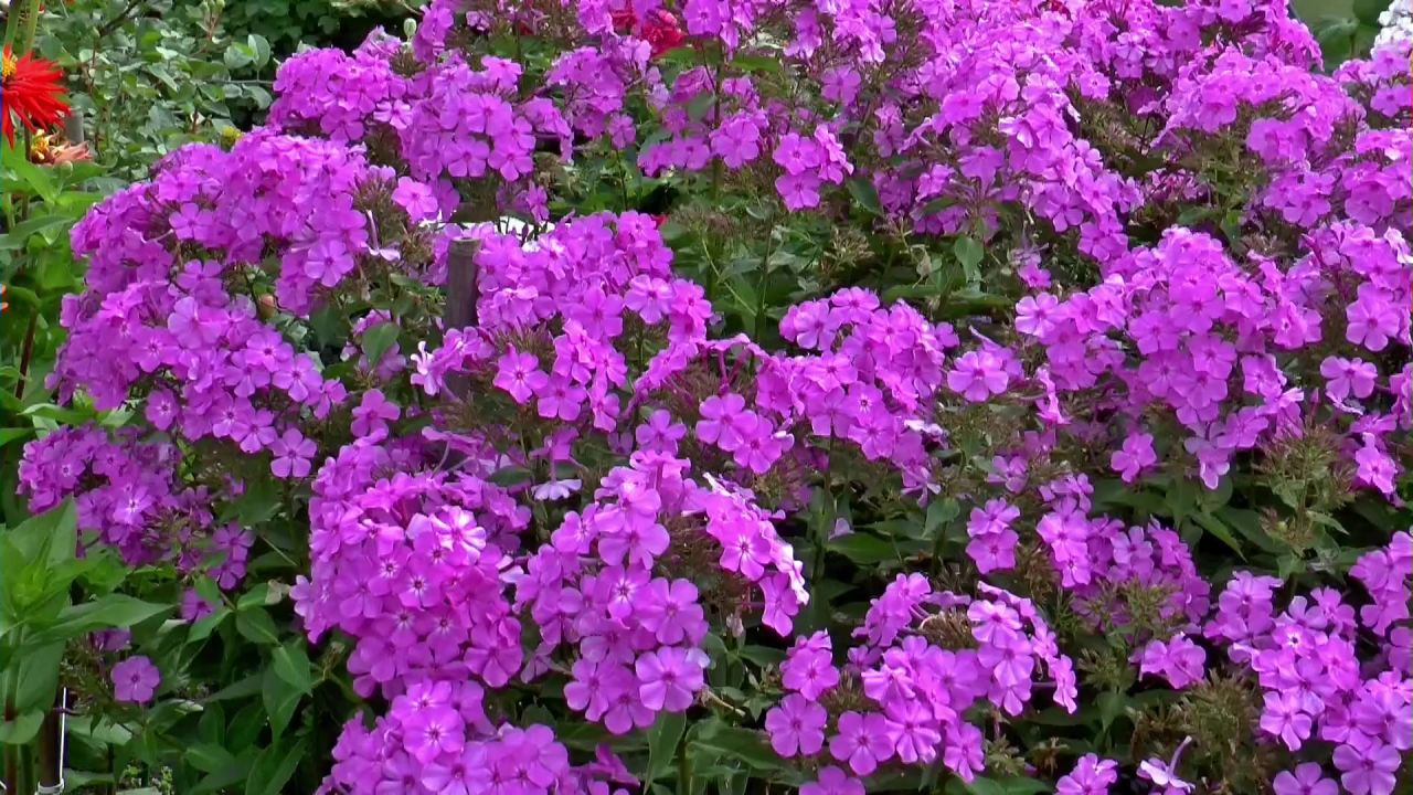 鲜花福禄考计划花卉