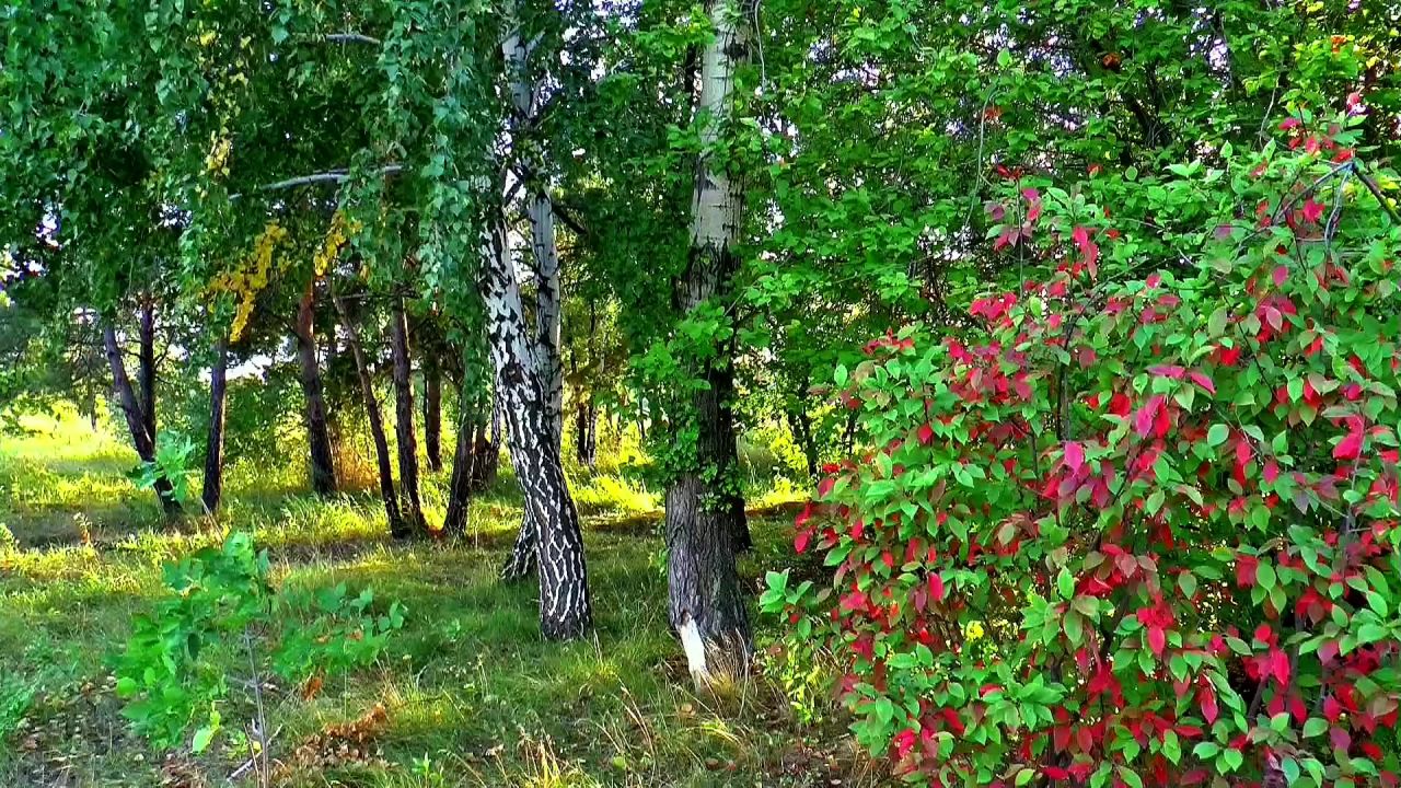 秋季西伯利亚桦木森林