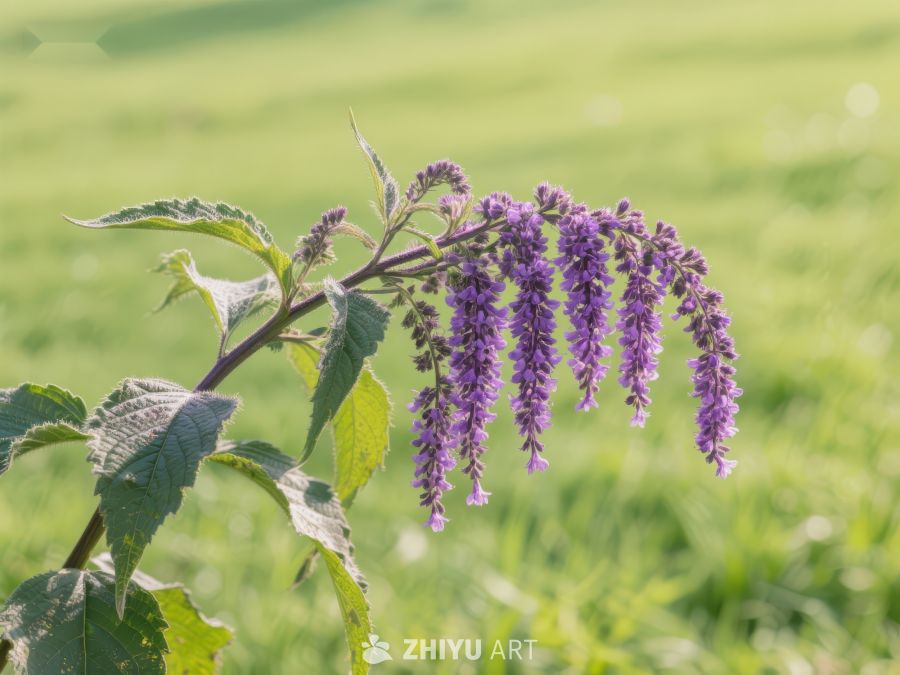 紫色花朵在绿草地上绽放 711