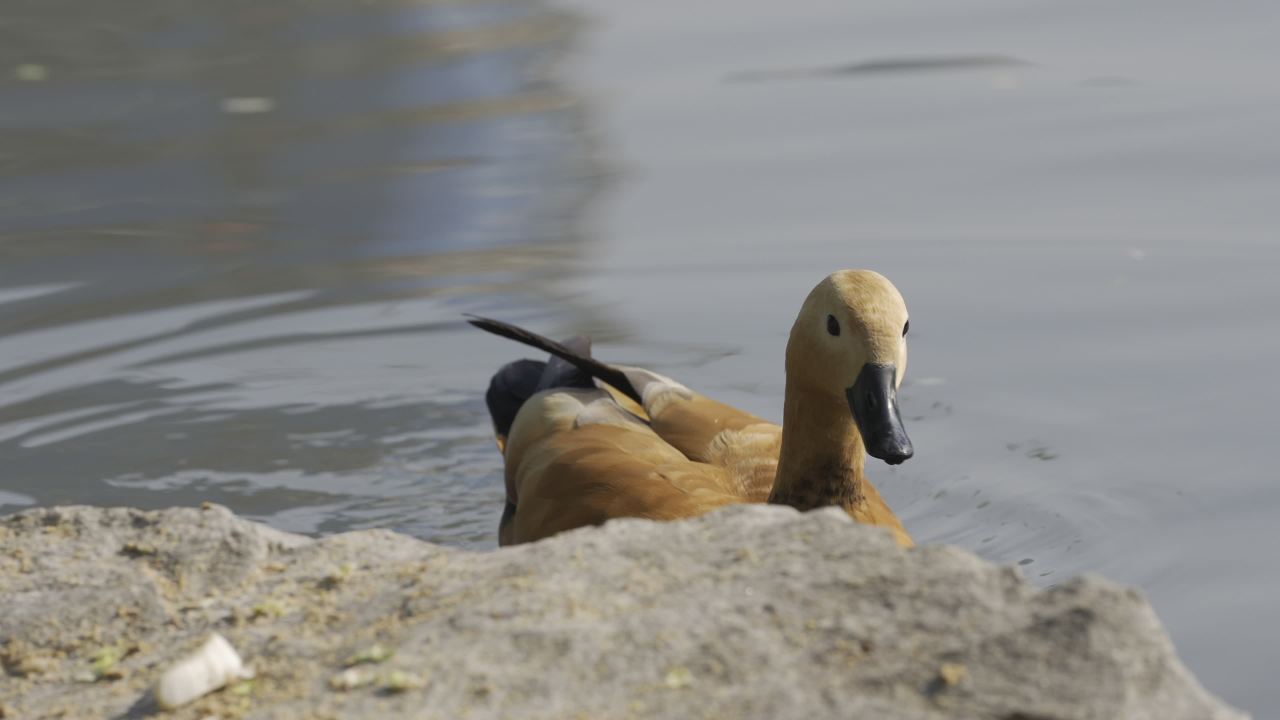 杨府山公园观鸟 27