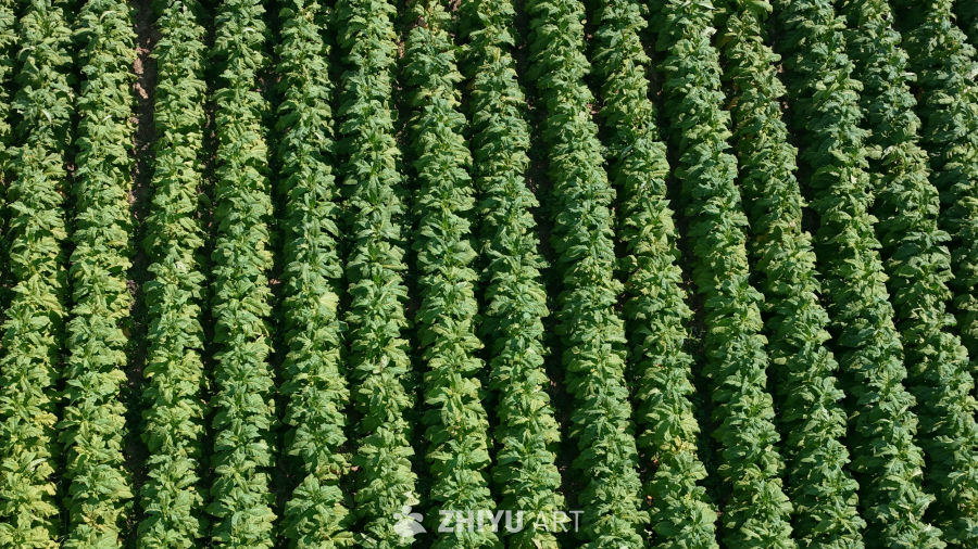 烟草田的绿意盎然
