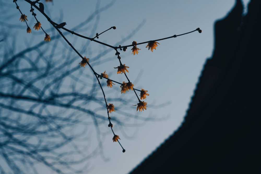 杭州西湖灵隐寺春节祈福 3