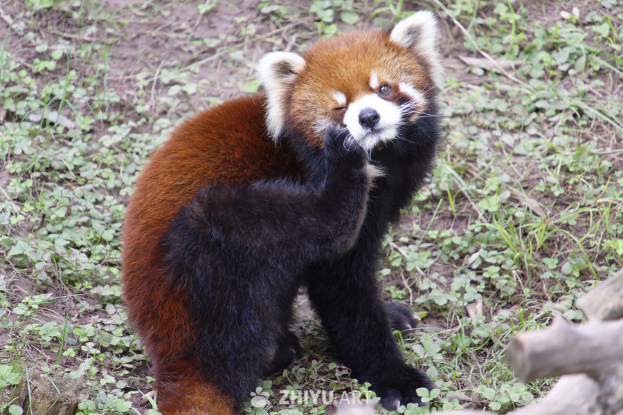 无敌可爱小熊猫