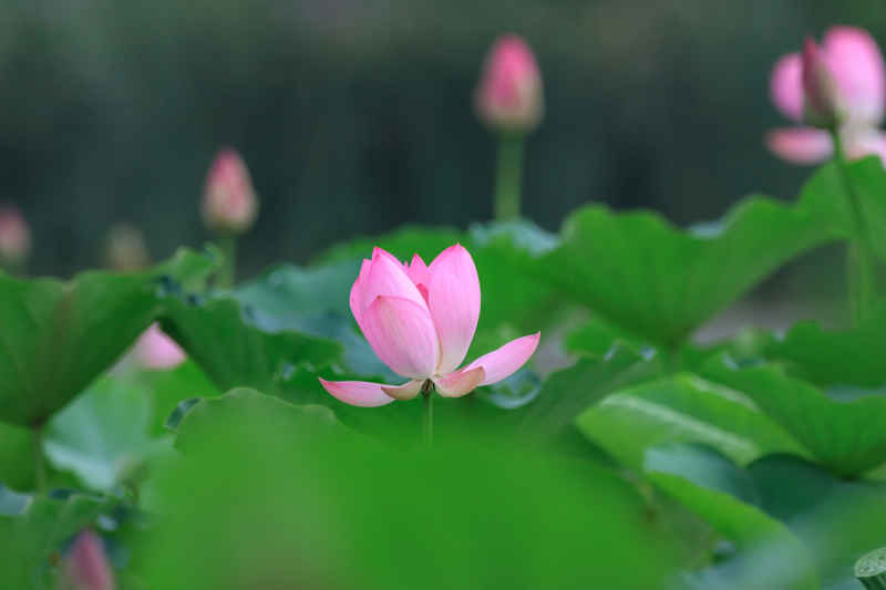 荷花 44
