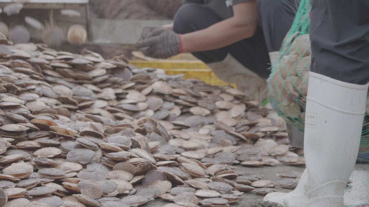 渔民扇贝分拣作业