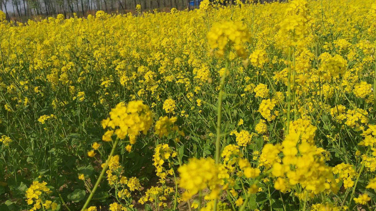 春天 花已开 15