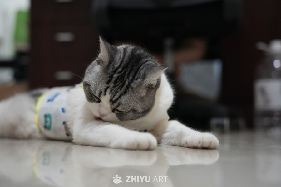 猫咪 49