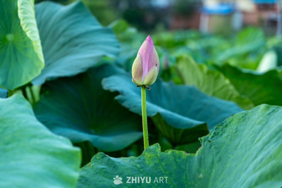 荷花 3