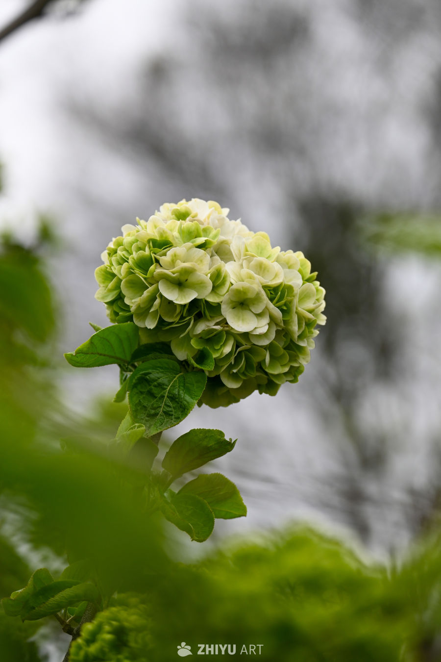春日绿意绣球花