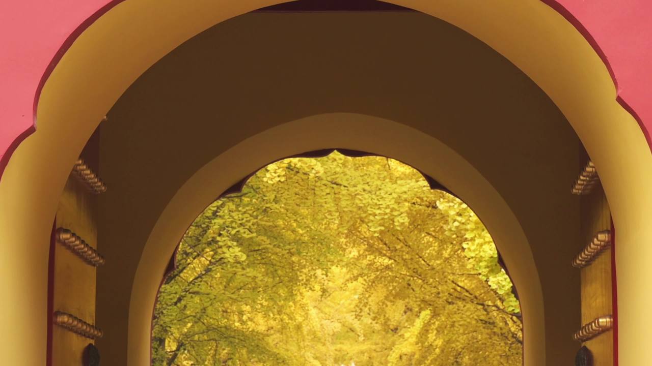 古建红墙银杏秋日美景