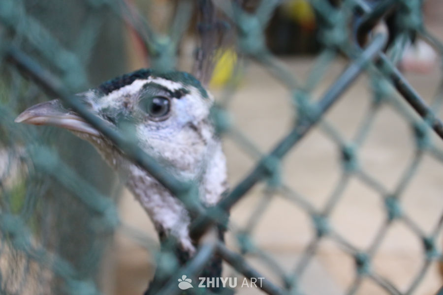笼中鸟的凝视