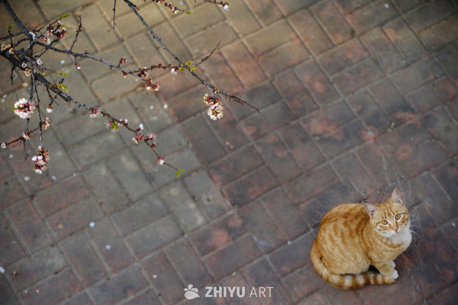 樱桃花与橘猫