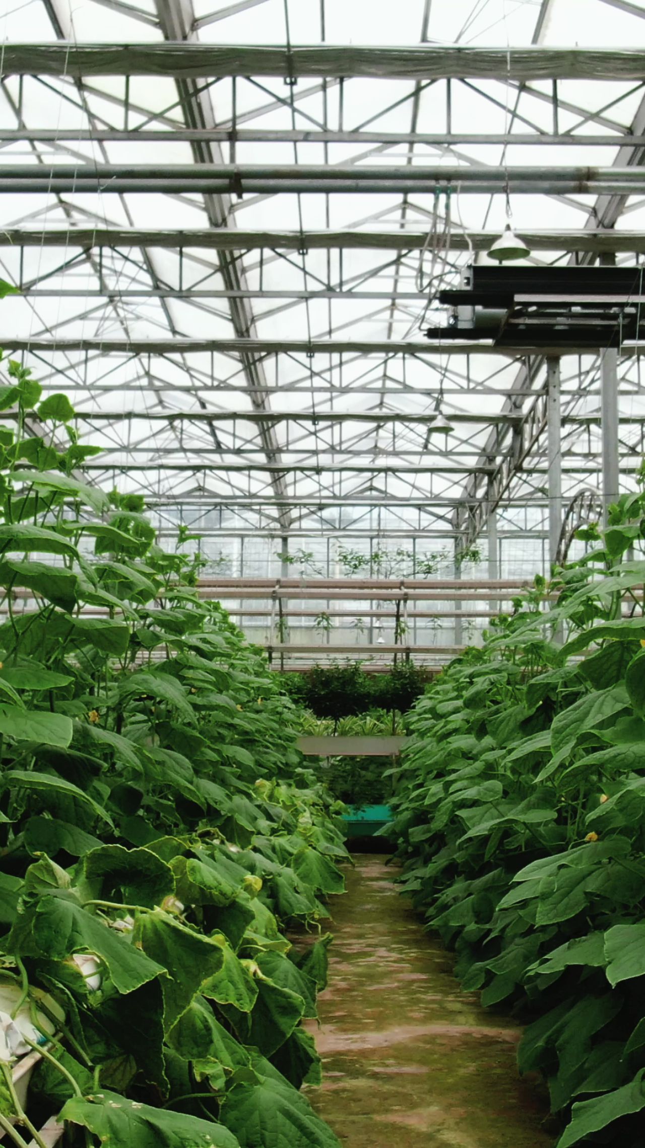 现代农业种植大棚基地竖屏
