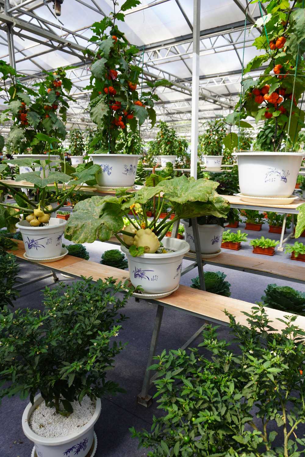 花和植物