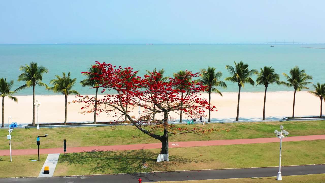 珠海海边木棉花盛开 三四