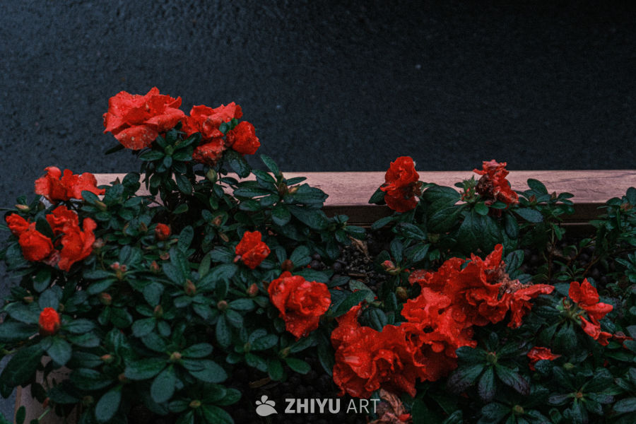 雨后红花绿叶图