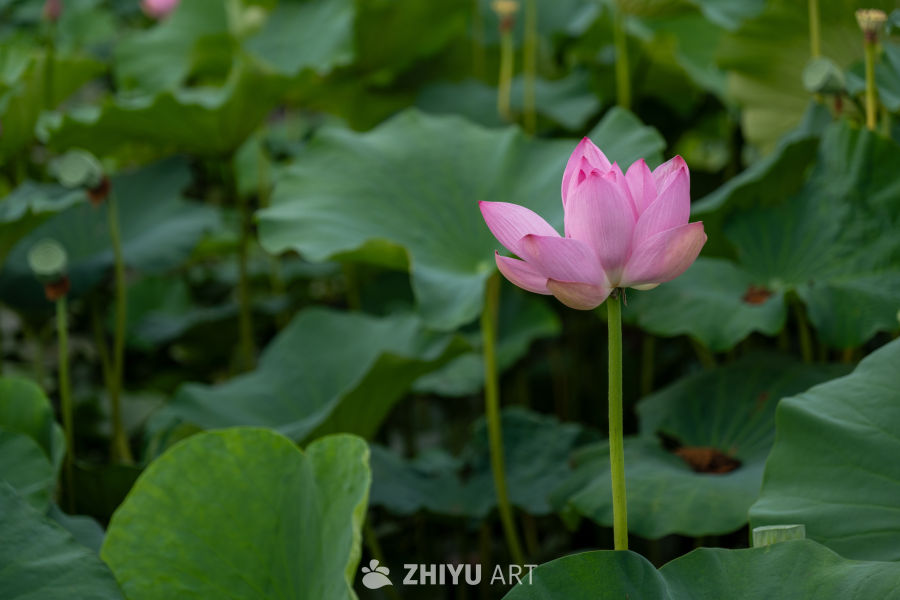 荷花 2