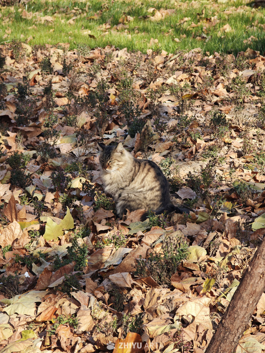 秋日猫咪静憩图