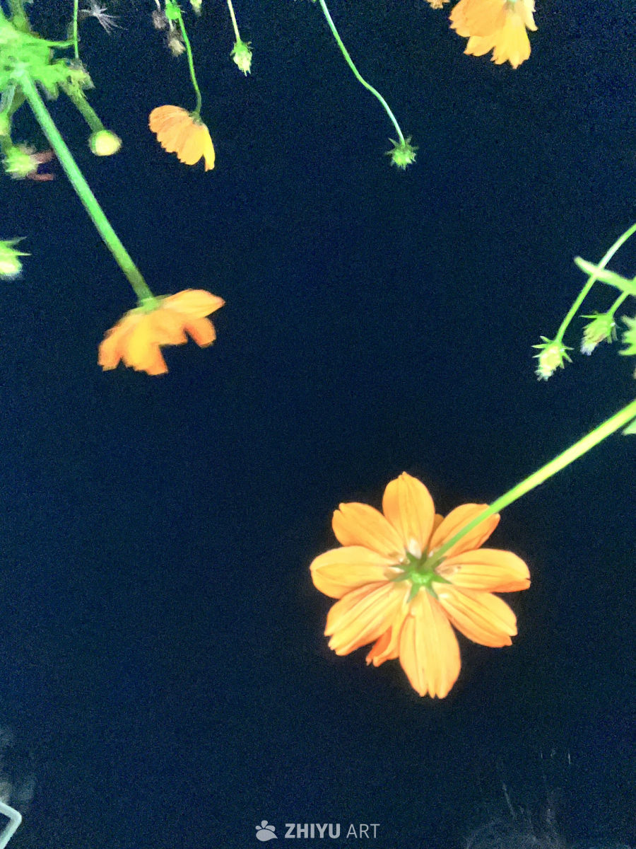 夜色中的橙花倒影