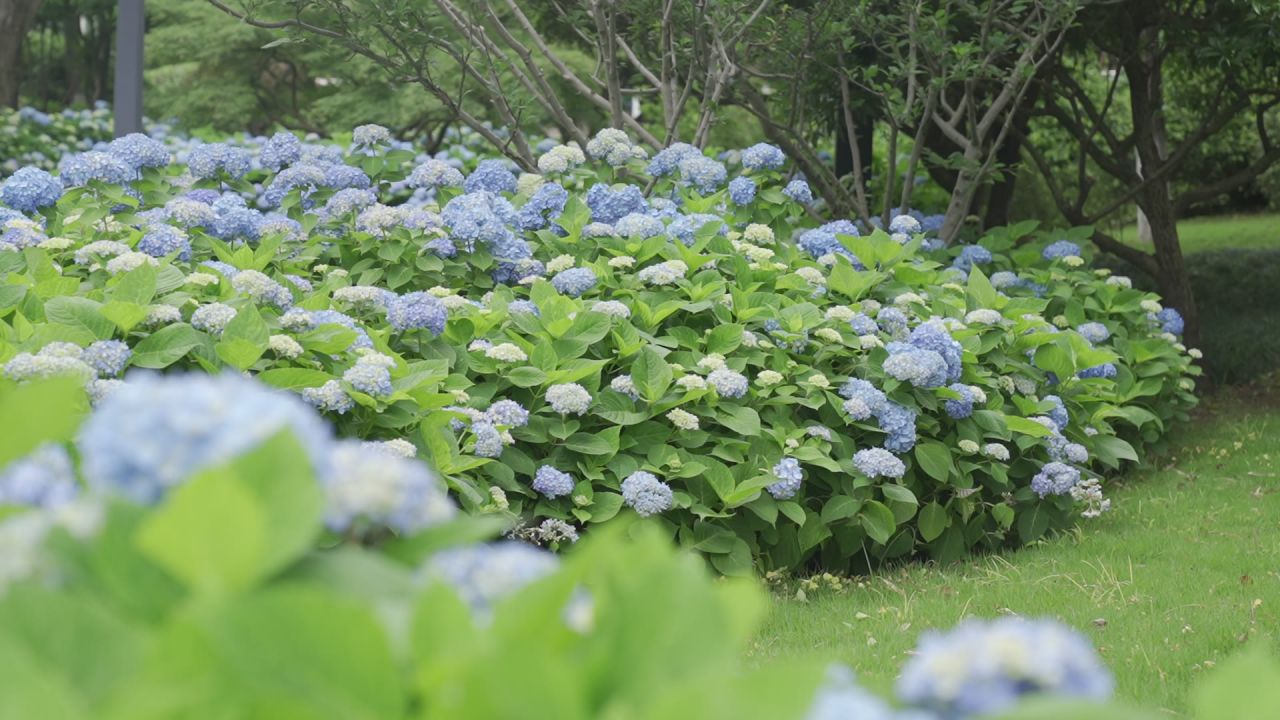 花海 5