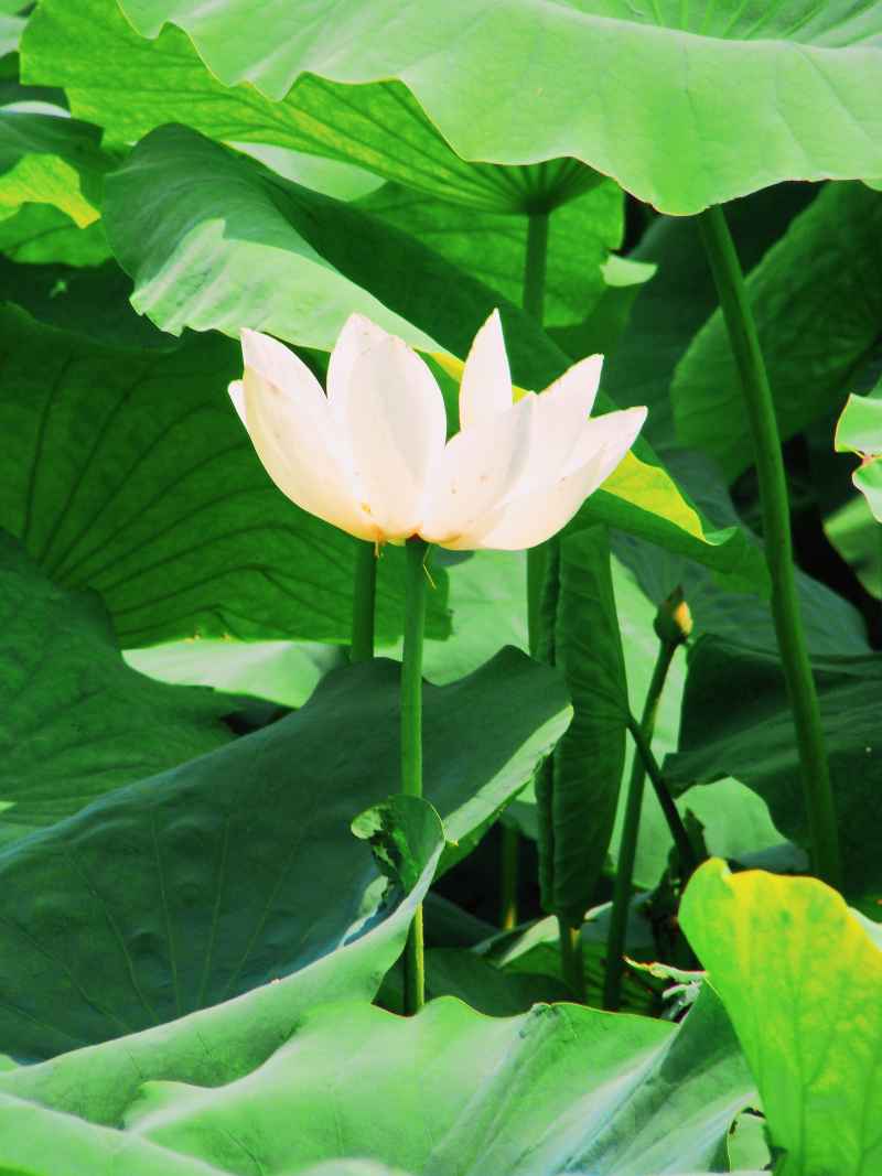 “水中君子”——荷花 2