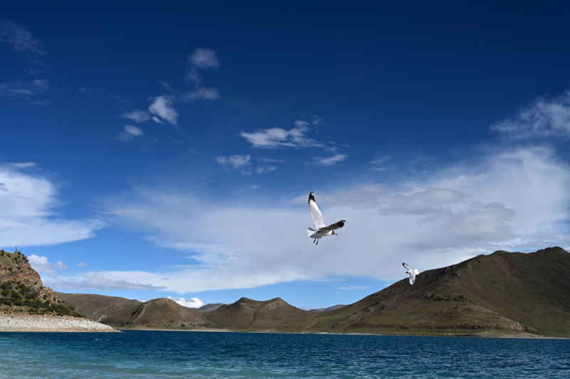 西藏羊卓雍措湖边飞翔的黑面海鸥
