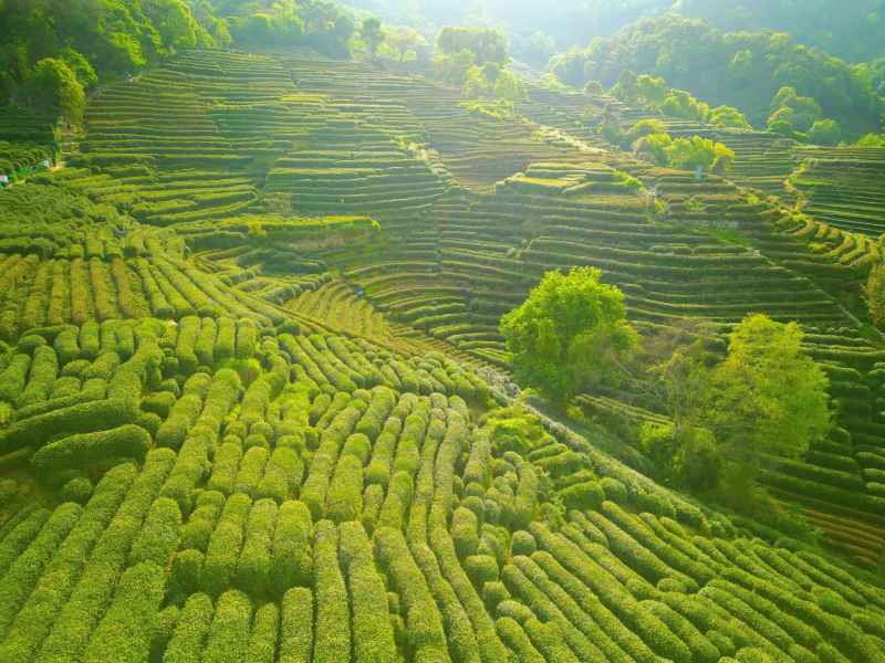 航拍.杭州 龙井茶 茶园 龙井茶园 龙井村 农业 种植 绿茶 茶业 茶 茶文化 江南 风景