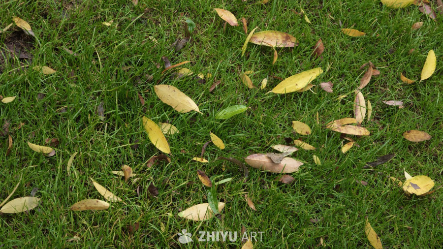 雨后的落叶
